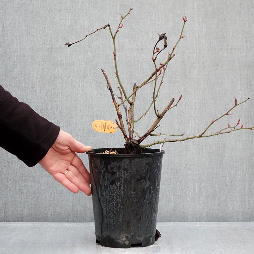 Exemplaar van Rosa Cherry Bonica - Trosroos Pot van 4 l/5 l zoals geleverd in de winter