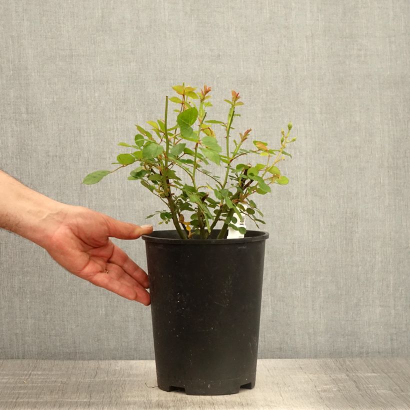 Exemplaar van Rosa Comtesse André d'Oultremont - Muskusroos Pot van 4 l/5 l zoals geleverd in de lente