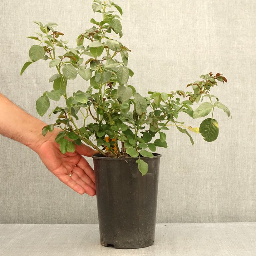 Exemplaar van Rosa Coral Lions-Rose - Trosroos Pot van 3 l/4 l zoals geleverd in de zomer