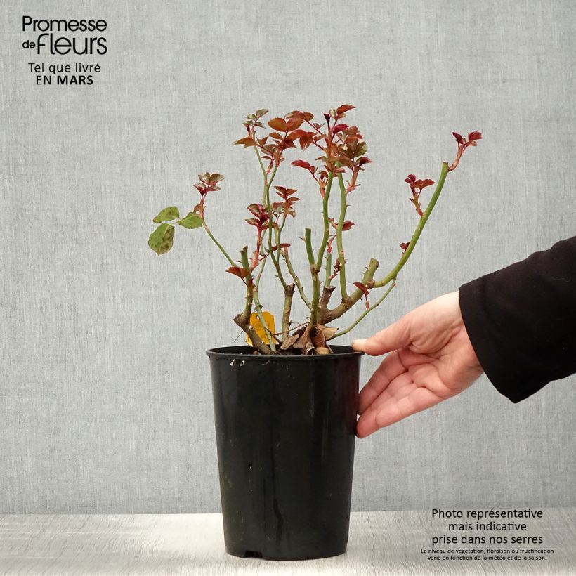 Exemplaar van Rosa Coral Lions-Rose - Trosroos Pot van 3 l/4 l zoals geleverd in de lente