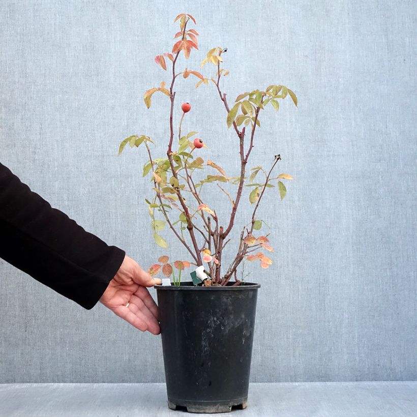 Exemplaar van Rosa Favorite - Trosroos Pot van 4 l/5 l zoals geleverd in de herfst