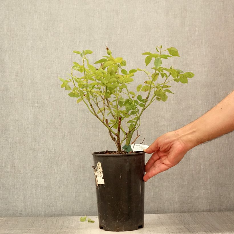 Exemplaar van Rosa Favorite - Trosroos Pot van 4 l/5 l zoals geleverd in de zomer