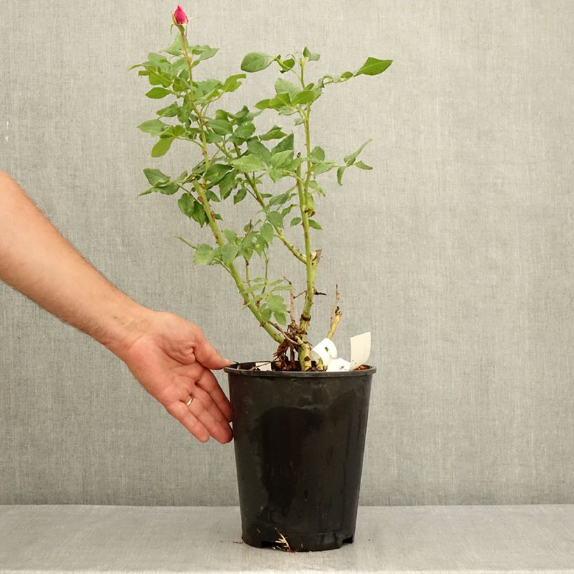Exemplaar van Rosa Fizzy Lady - Trosroos Pot van 4 l/5 l zoals geleverd in de zomer