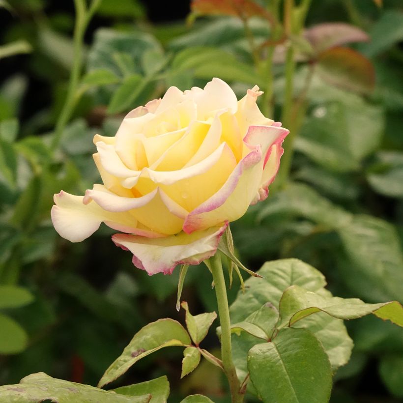Rosa Flame Origami - Trosroos (Bloei)