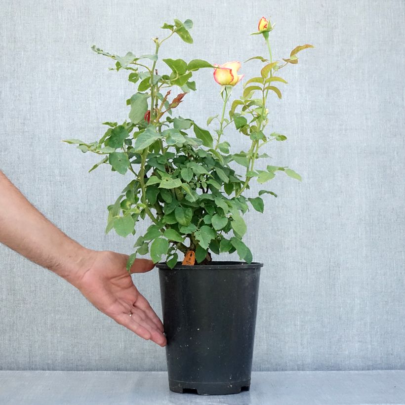 Exemplaar van Rosa Flame Origami - Trosroos Pot van 4 l/5 l zoals geleverd in de zomer