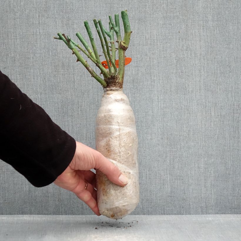 Exemplaar van Rosa Flame Origami - Trosroos In kluit zoals geleverd in de winter