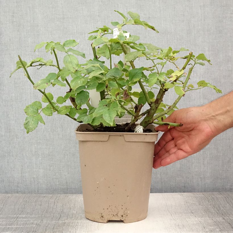 Exemplaar van Rosa Folle Courtisane - Trosroos Pot van 4 l/5 l zoals geleverd in de zomer