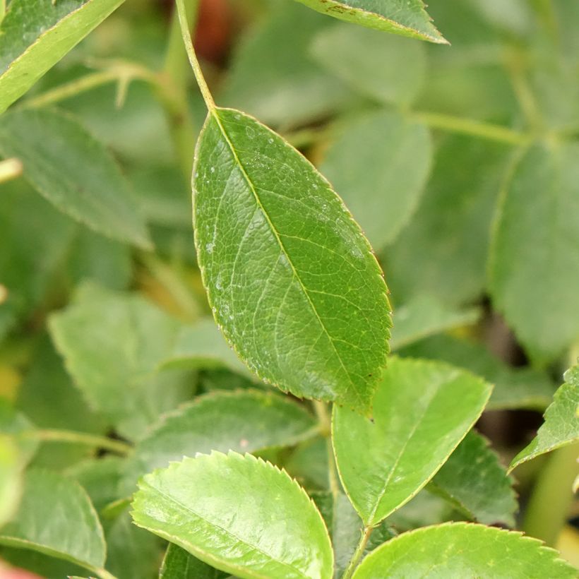 Rosa Folle Framboise - Trosroos (Blad)