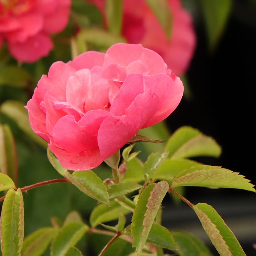 Rosa Folle Framboise - Trosroos (Bloei)