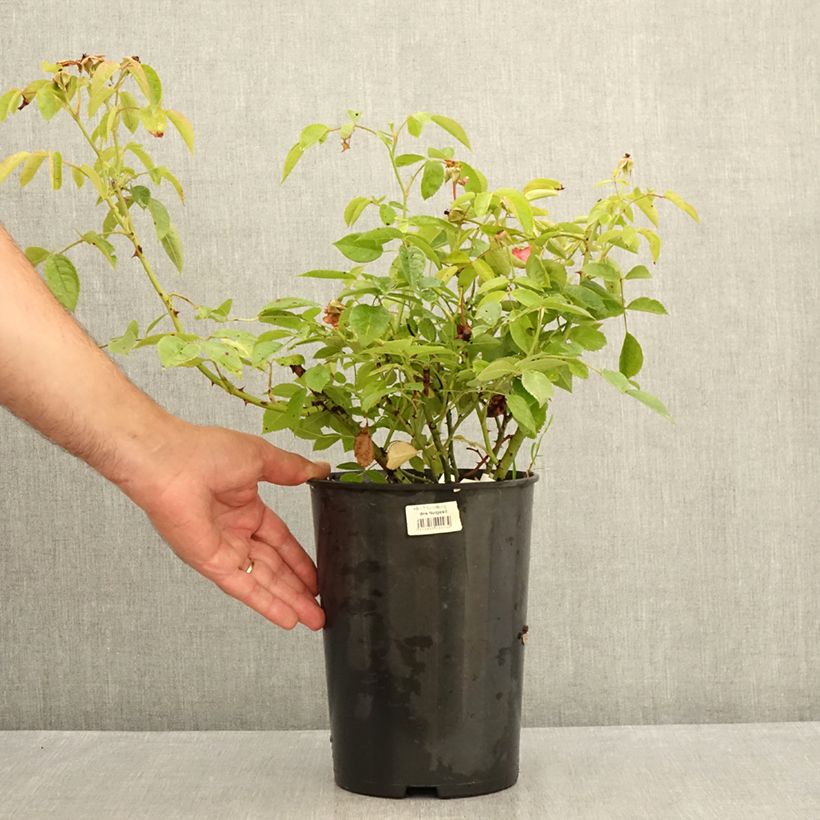 Example of Rosier à fleurs groupées Folle Framboise Pot van 4 l/5 l as you get in ete