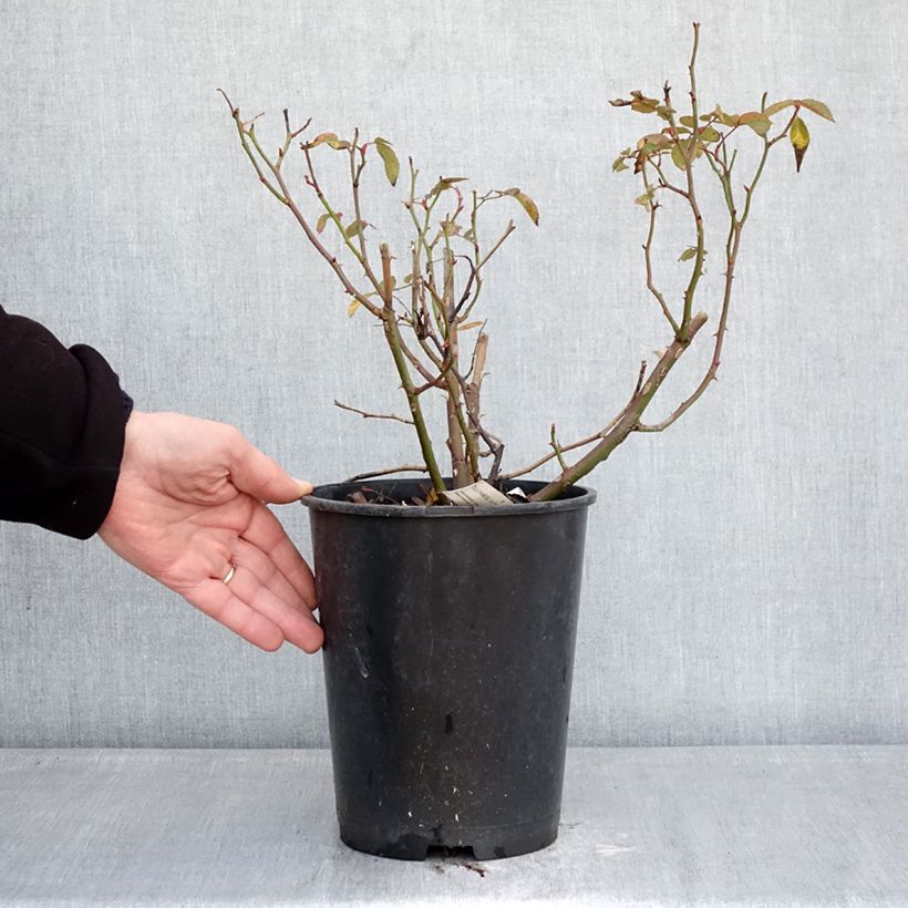 Exemplaar van Rosa Folle Framboise - Trosroos Pot van 4 l/5 l zoals geleverd in de winter