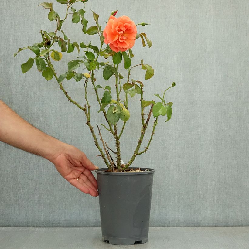 Exemplaar van Rosa Tatton - Trosroos Pot van 4 l/5 l zoals geleverd in de zomer