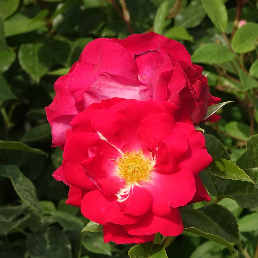 Rosa Garance - Trosroos (Bloei)