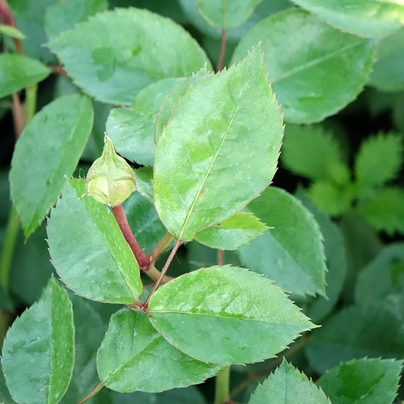 Rosa Garden of Roses - Trosroos (Blad)