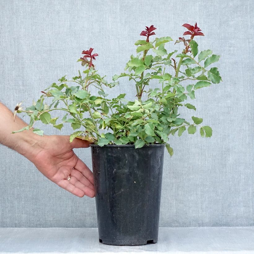 Exemplaar van Rosa Hedge Charmers - Trosroos Pot van 4 l/5 l zoals geleverd in de zomer