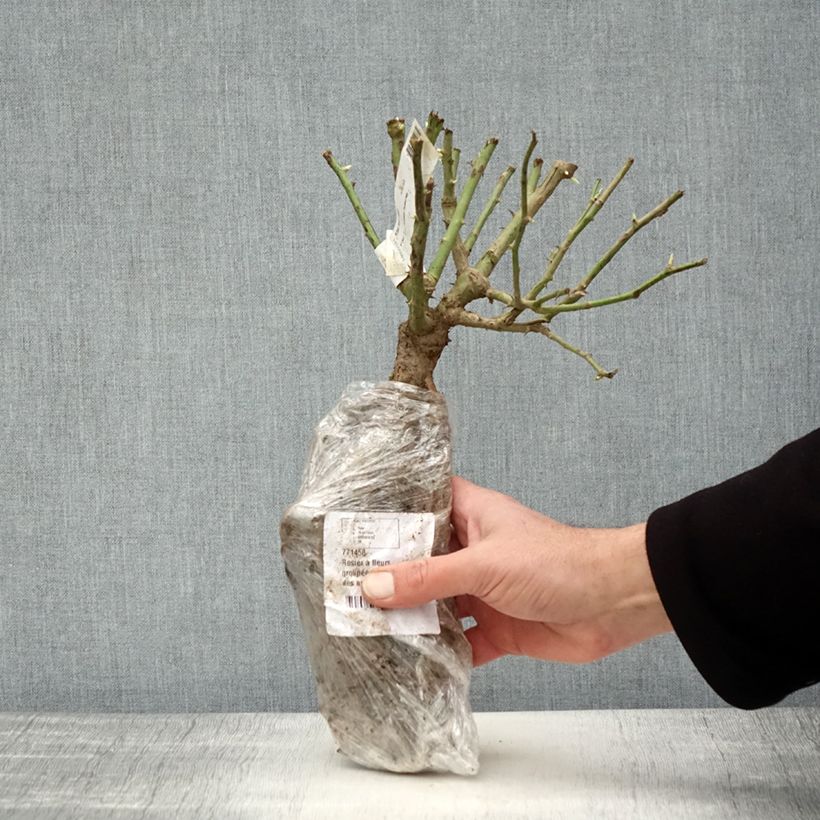 Example of Rosa Iceberg - Trosroos In kluit as you get in hiver