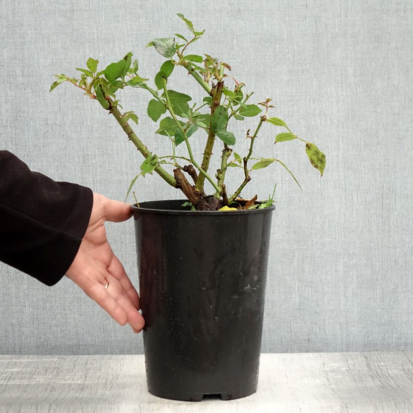 Exemplaar van Rosa Iceberg - Trosroos Pot van 4 l/5 l zoals geleverd in de herfst