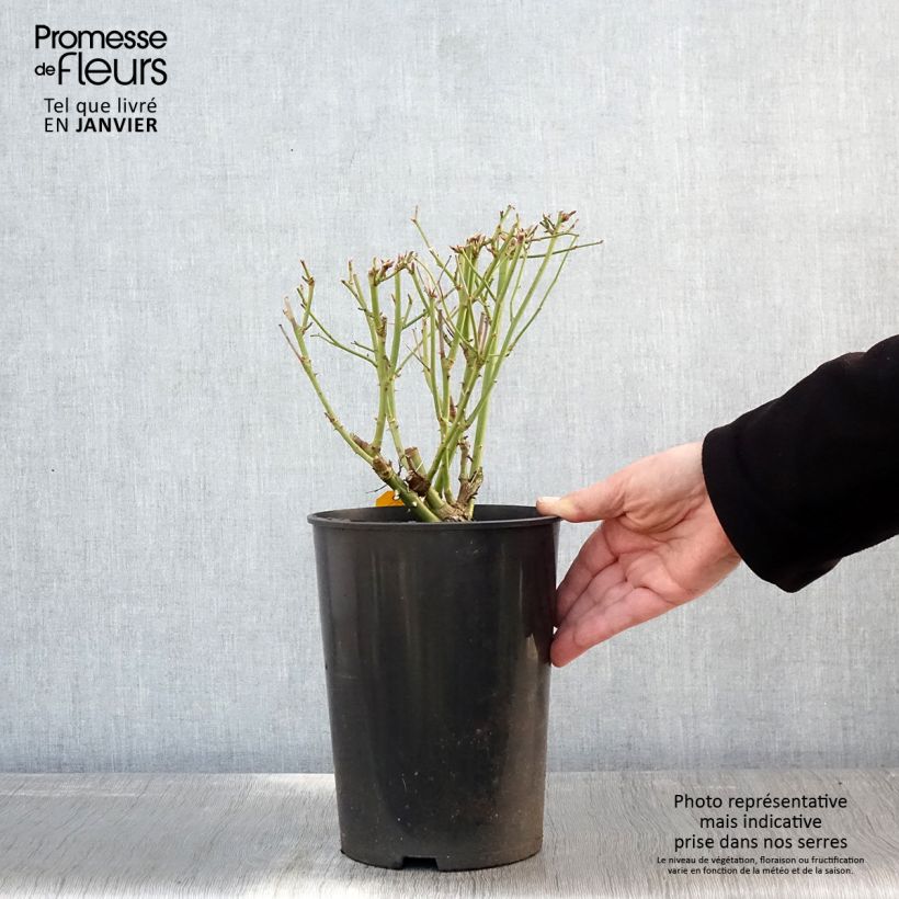 Example of Rosa Iceberg - Trosroos Pot van 4 l/5 l as you get in hiver