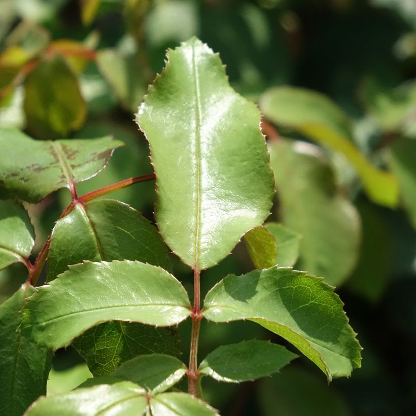 Rosa Jean Cocteau - Trosroos (Blad)