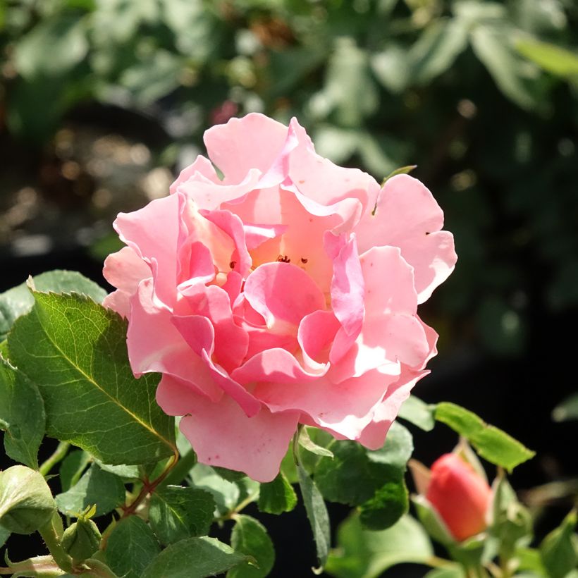 Rosa Jean Cocteau - Trosroos (Bloei)