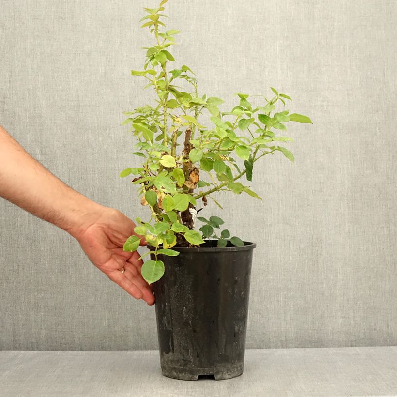 Exemplaar van Rosa La Sauvagine Terre et Passion - Trosroos Pot van 4 l/5 l zoals geleverd in de zomer