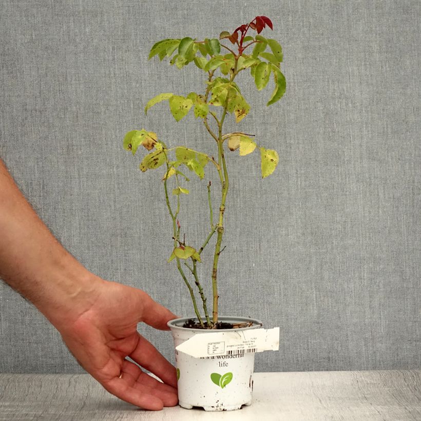 Exemplaar van Rosa La Sevillana - Trosroos Pot van 10 cm/11 cm zoals geleverd in de zomer