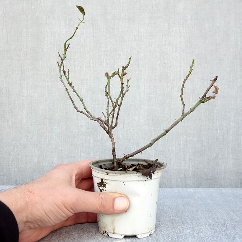 Exemplaar van Rosa La Sevillana - Trosroos Pot van 10 cm/11 cm zoals geleverd in de herfst