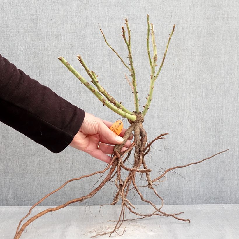 Exemplaar van Rosa La Sevillana - Trosroos Naakte wortel zoals geleverd in de winter