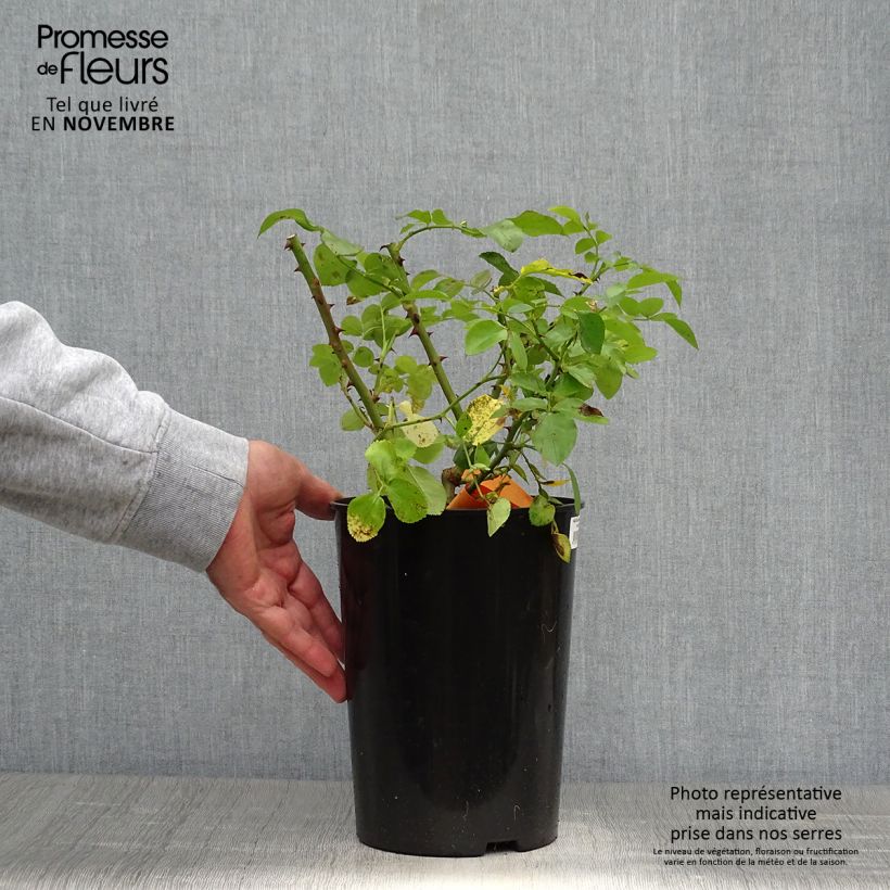 Exemplaar van Rosa Leonardo da Vinci - Trosroos Pot van 4 l/5 l zoals geleverd in de herfst