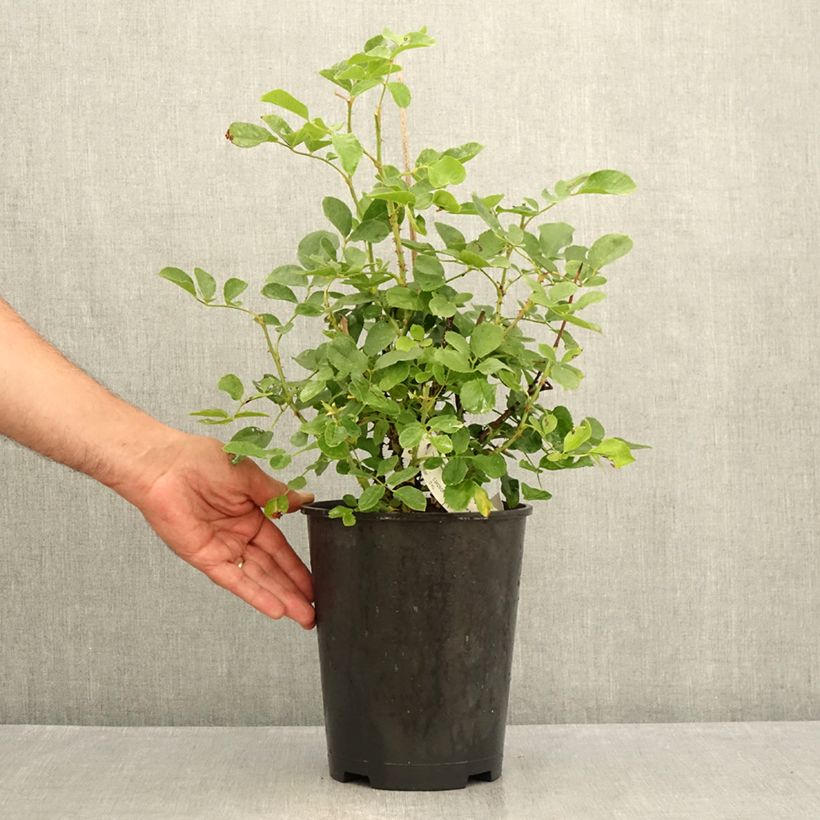 Exemplaar van Rosa Lilli Marleen - Trosroos Pot van 4 l/5 l zoals geleverd in de zomer
