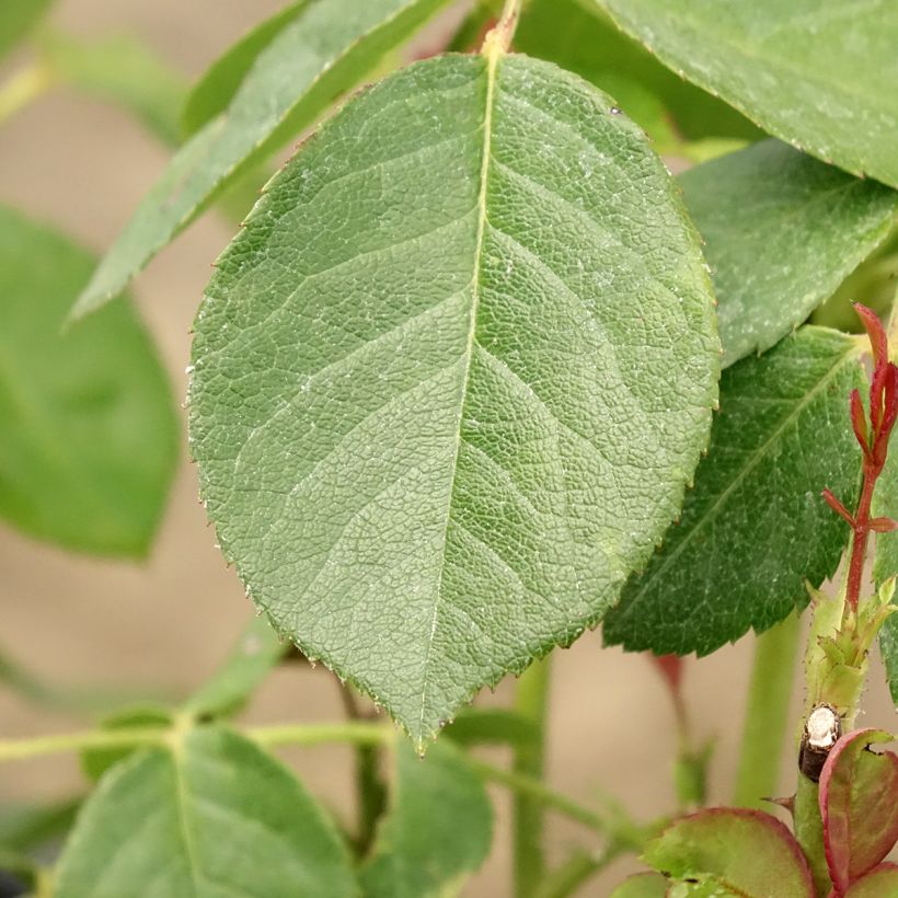 Rosa Love Letter - Trosroos (Blad)