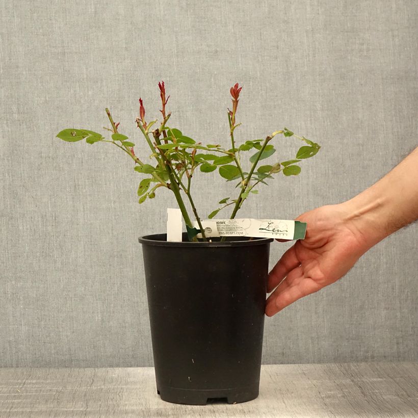 Exemplaar van Rosa Love Letter - Trosroos Pot van 4 l/5 l zoals geleverd in de lente