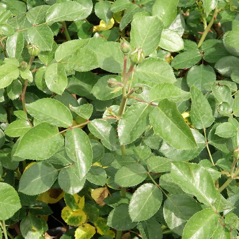 Rosa Manou Meilland - Grootbloemige roos (Blad)