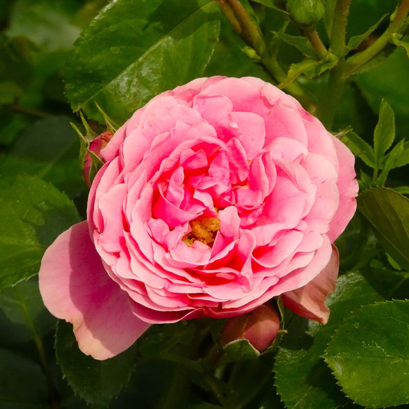 Rosa Manou Meilland - Grootbloemige roos (Bloei)