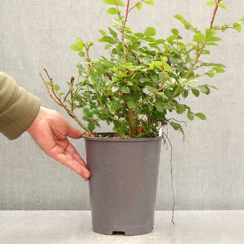 Exemplaar van Rosa Manou Meilland - Grootbloemige roos Pot van 4 l/5 l zoals geleverd in de lente