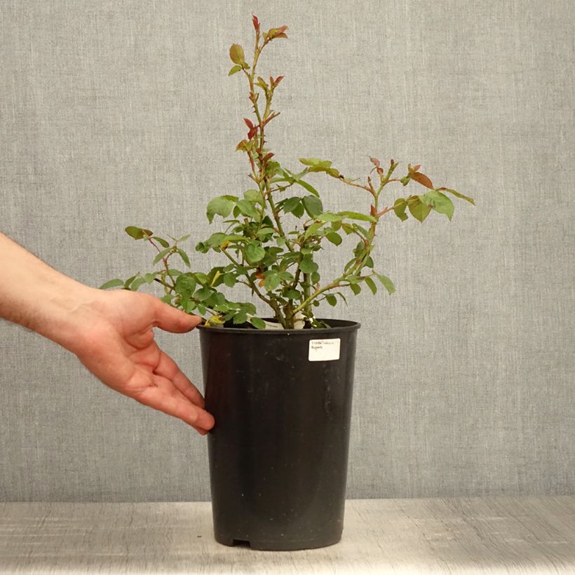 Example of Rosier à fleurs groupées Marc's Jubilée Pot van 4 l/5 l as you get in printemps