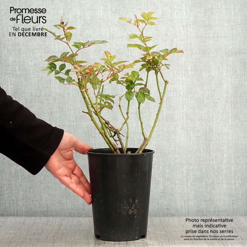 Exemplaar van Rosa Maria Mathilda - Trosroos Pot van 3 l/4 l zoals geleverd in de herfst