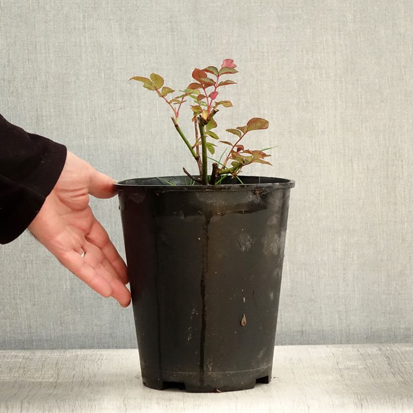 Example of Rosier à fleurs groupées Maria Mathilda Pot van 3 l/4 l as you get in hiver