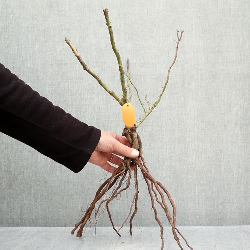 Example of Rosa Marie Curie - Trosroos Naakte wortel as you get in hiver