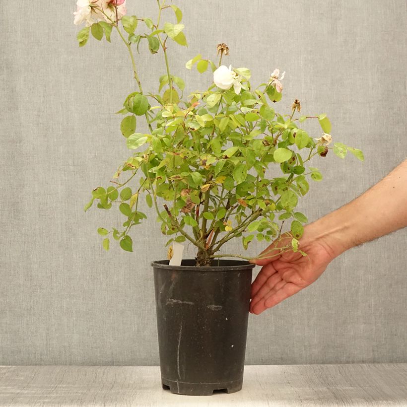 Exemplaar van Rosa Marina Picasso - Trosroos Pot van 4 l/5 l zoals geleverd in de zomer