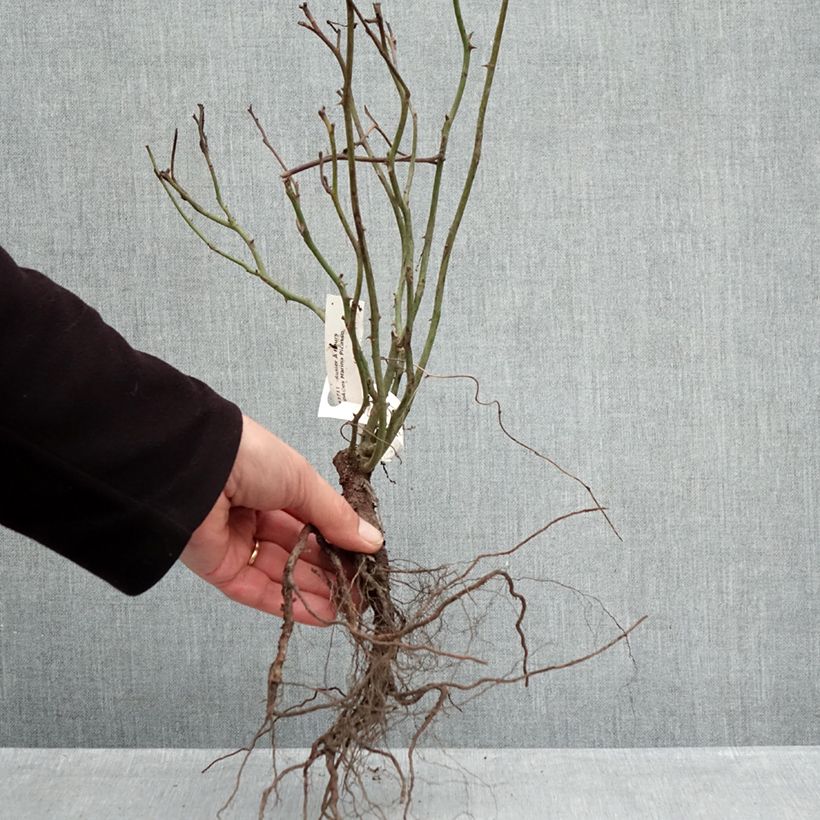 Example of Rosa Marina Picasso - Trosroos Naakte wortel as you get in hiver