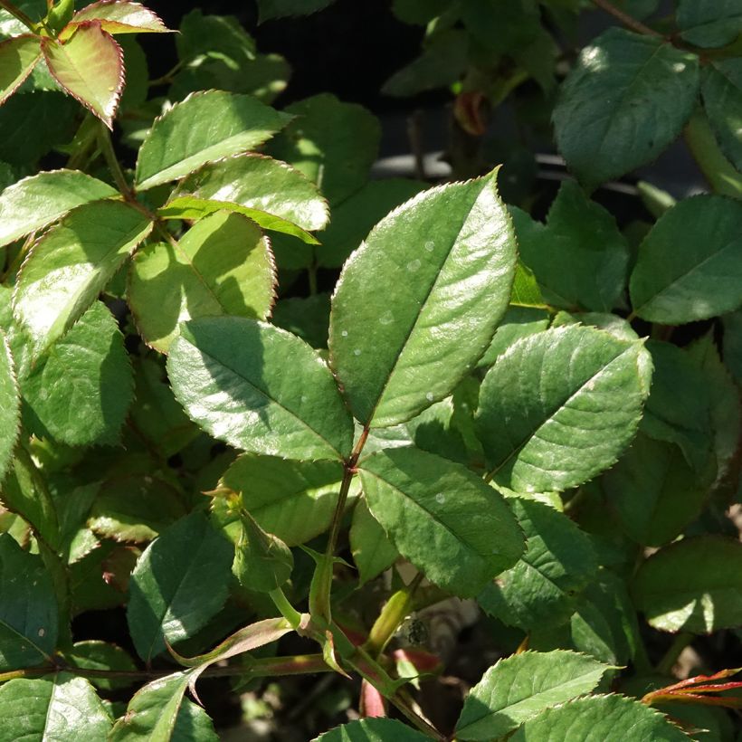 Rosa Mascaret - Trosroos (Blad)