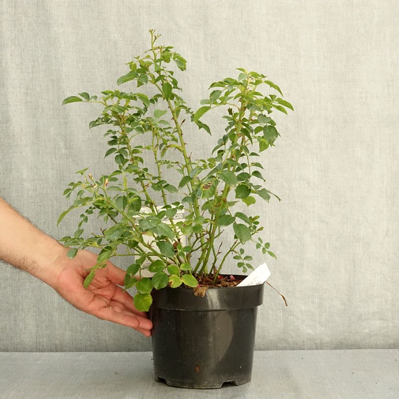 Exemplaar van Rosier à fleurs groupées Mel Bee Pot de 3L/4L zoals geleverd in de zomer