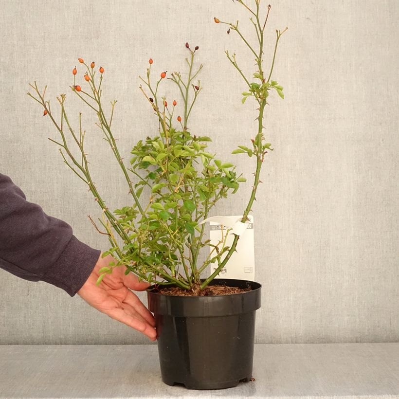 Exemplaar van Rosier à fleurs groupées Mel Bee Pot van 3 l/4 l zoals geleverd in de lente