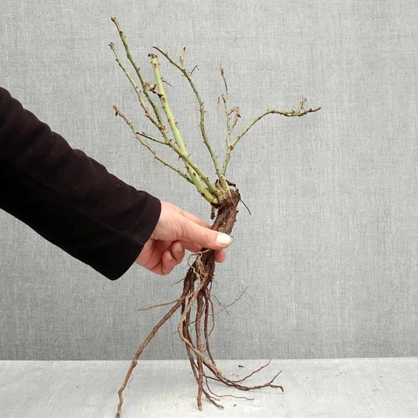 Exemplaar van Rosa Message d'Espoir - Trosroos Naakte wortel zoals geleverd in de winter