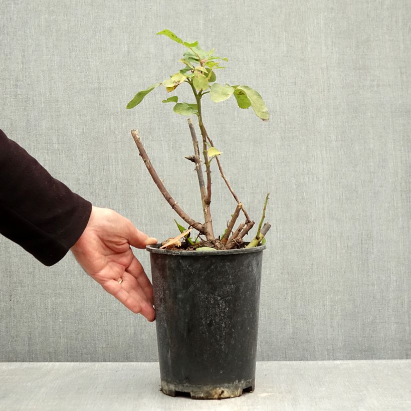 Exemplaar van Rosa Niccolo Paganini - Trosroos Pot van 4 l/5 l zoals geleverd in de herfst