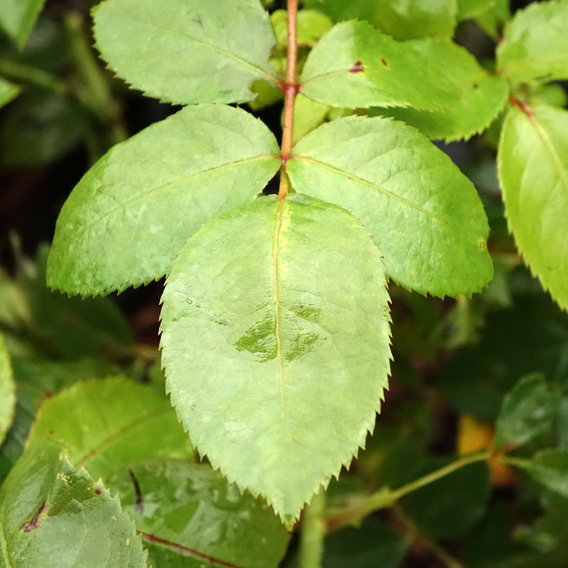 Rosa Novalis - Trosroos (Blad)
