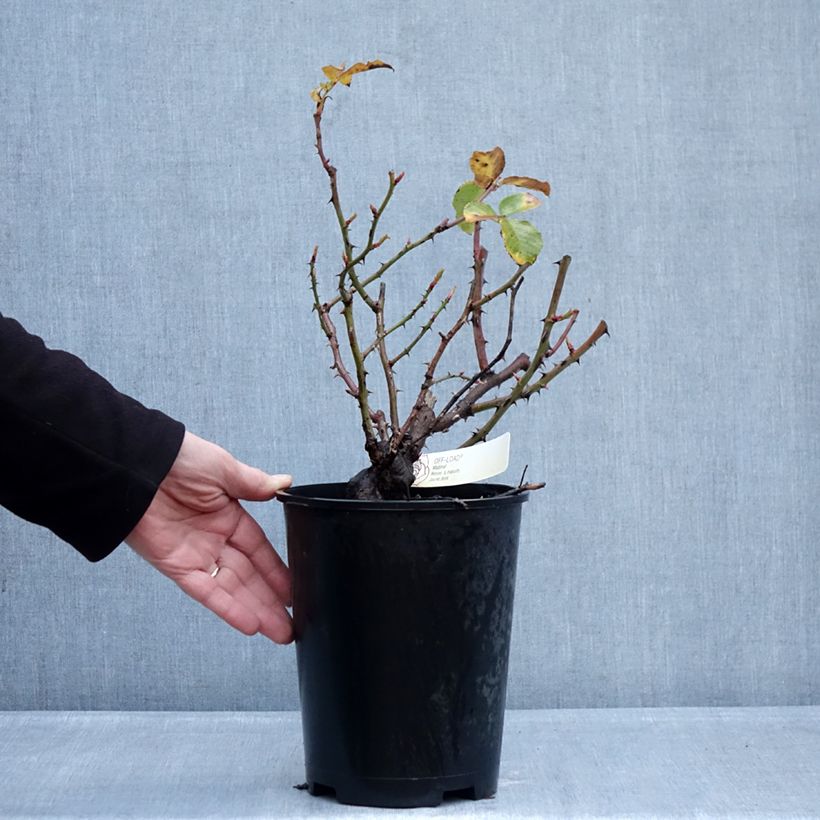 Exemplaar van Rosa Off-Load - Trosroos Pot van 4 l/5 l zoals geleverd in de winter