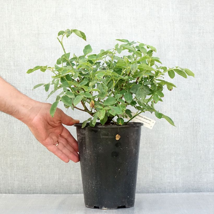 Example of Rosier à fleurs groupées Orange Sensation Pot van 4 l/5 l as you get in ete