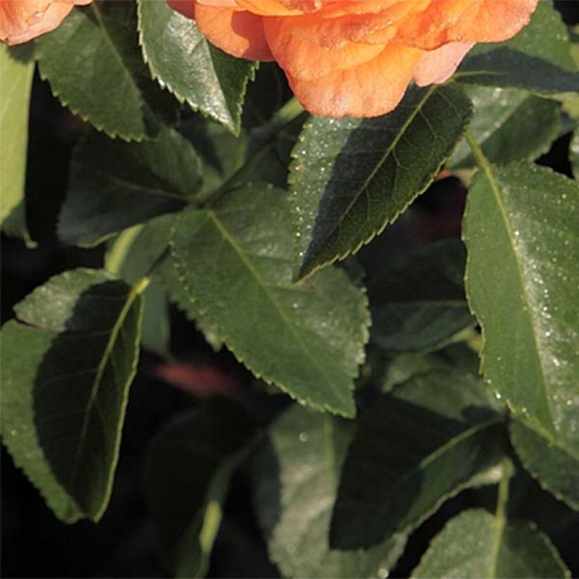 Rosa Orangerie - Trosroos (Foliage)